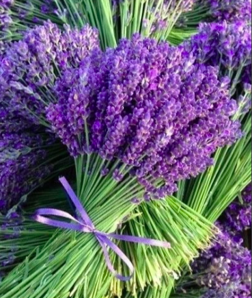 Darček Pleťová alginátová maska Purifying Mask Maska na mastnú, aknóznu pleť. 30g/90 ml. Výťažky levandule, rozmarínu. Vitamín A, E.